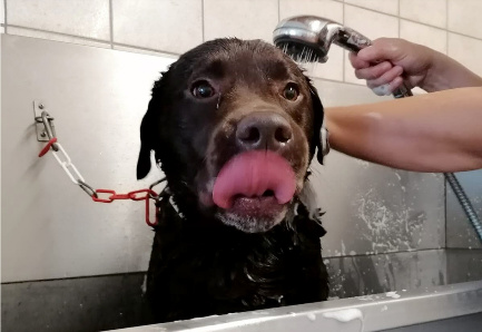 Hund beim baden